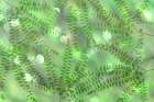 USA, Washington State, Seabeck. Multiple exposure of maidenhair ferns. Abstract Art Print